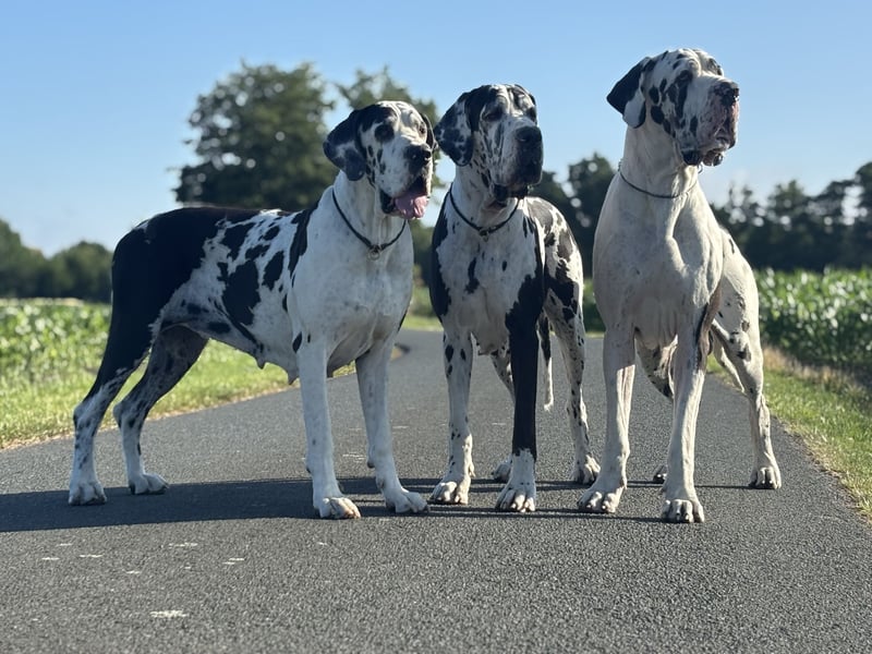 Deutsche Doggenwelpen