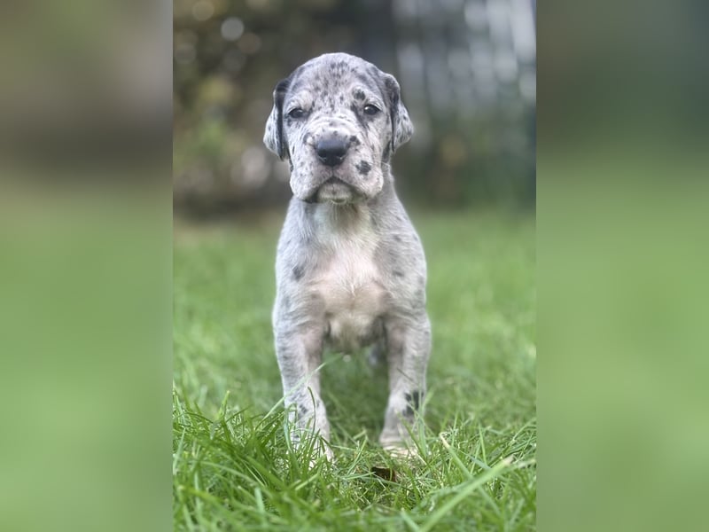 Deutsche Doggenwelpen