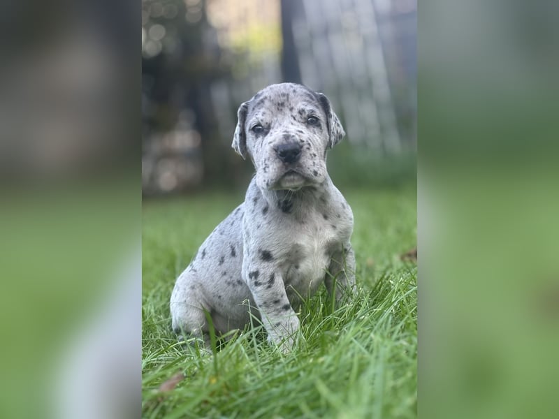 Deutsche Doggenwelpen