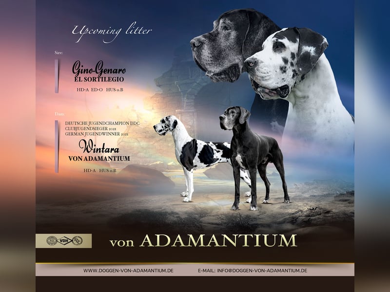 Deutsche Doggenwelpen