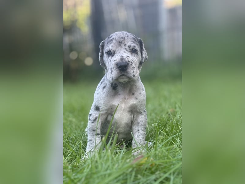 Deutsche Doggenwelpen