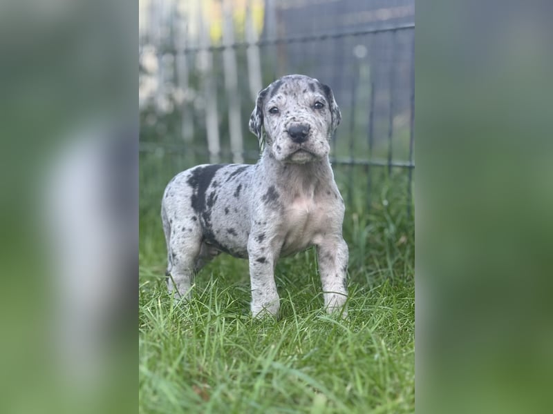 Deutsche Doggenwelpen