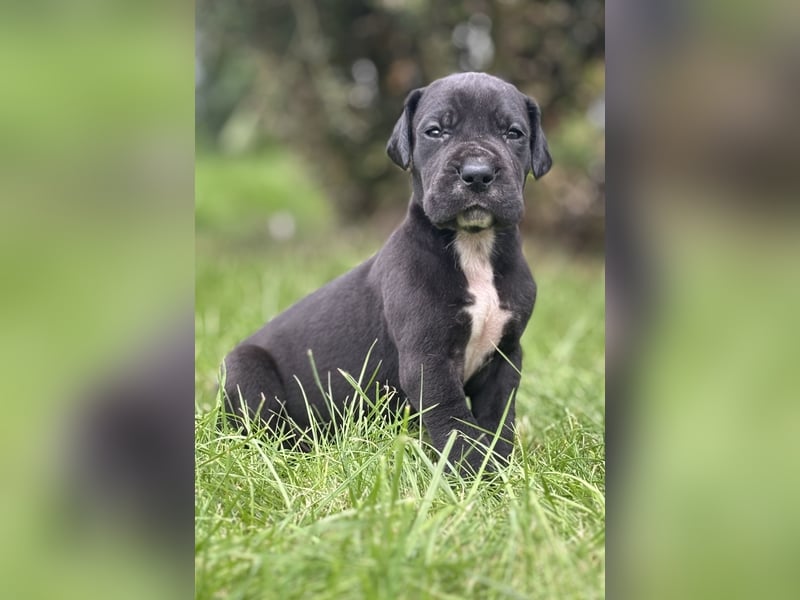 Deutsche Doggenwelpen