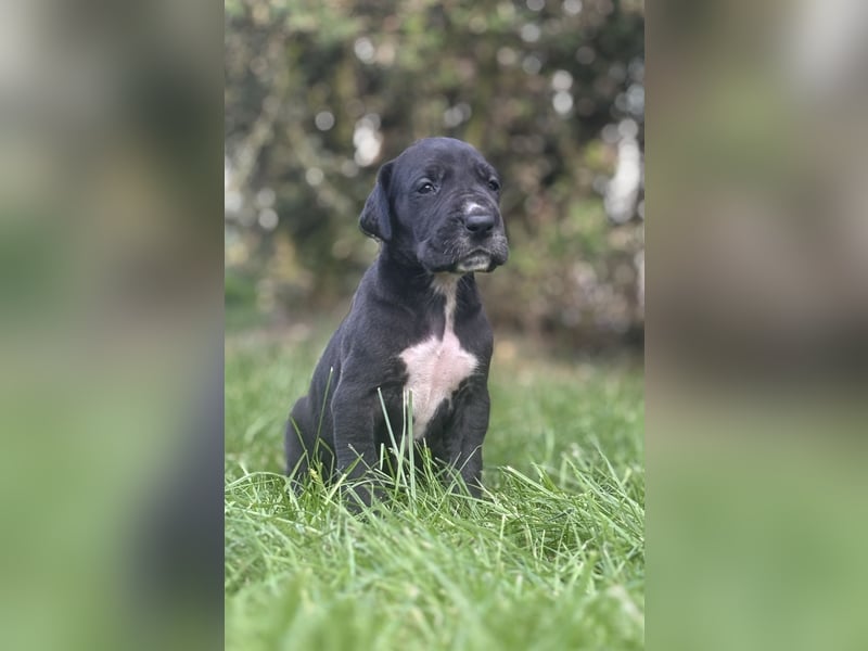 Deutsche Doggenwelpen