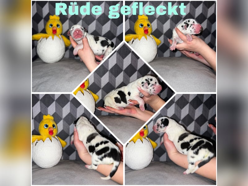 Deutsche Dogge Welpen mit VDH/KyDD Papiere