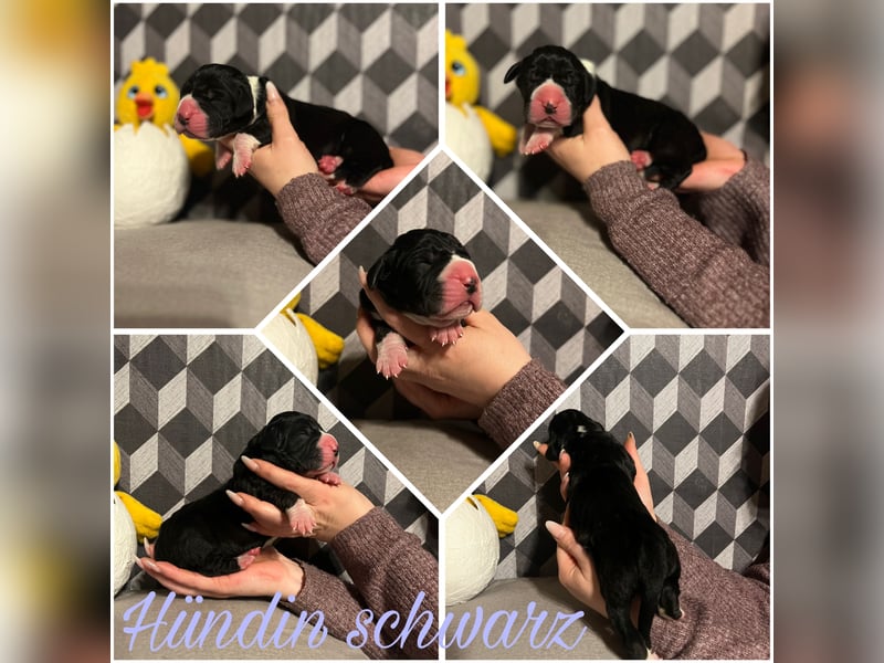 Deutsche Dogge Welpen mit VDH/KyDD Papiere
