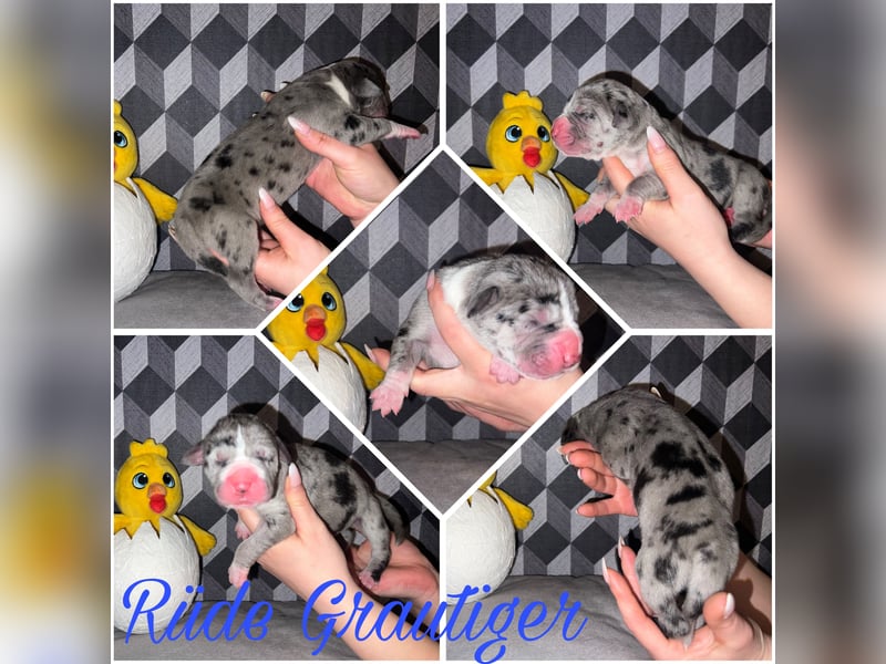 Deutsche Dogge Welpen mit VDH/KyDD Papiere
