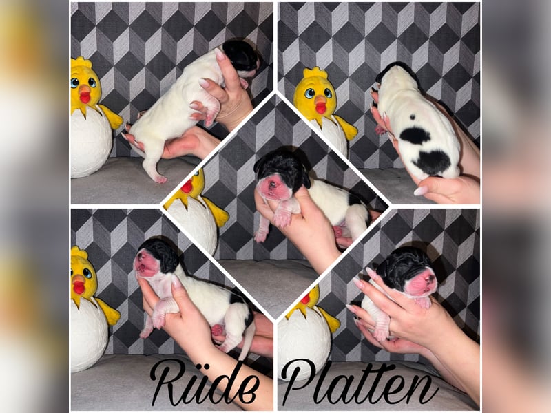 Deutsche Dogge Welpen mit VDH/KyDD Papiere