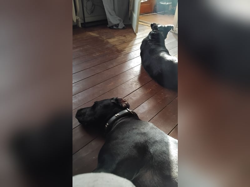 Suche ein neues Zuhause für Muffin, meine Doggen-Dame