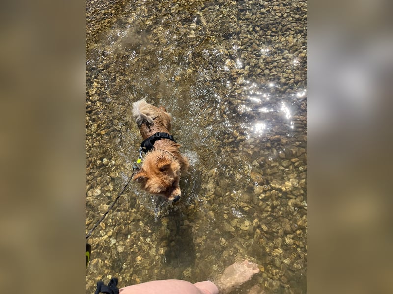Lieber Spitz-Rüde sucht ein neues Zuhause 