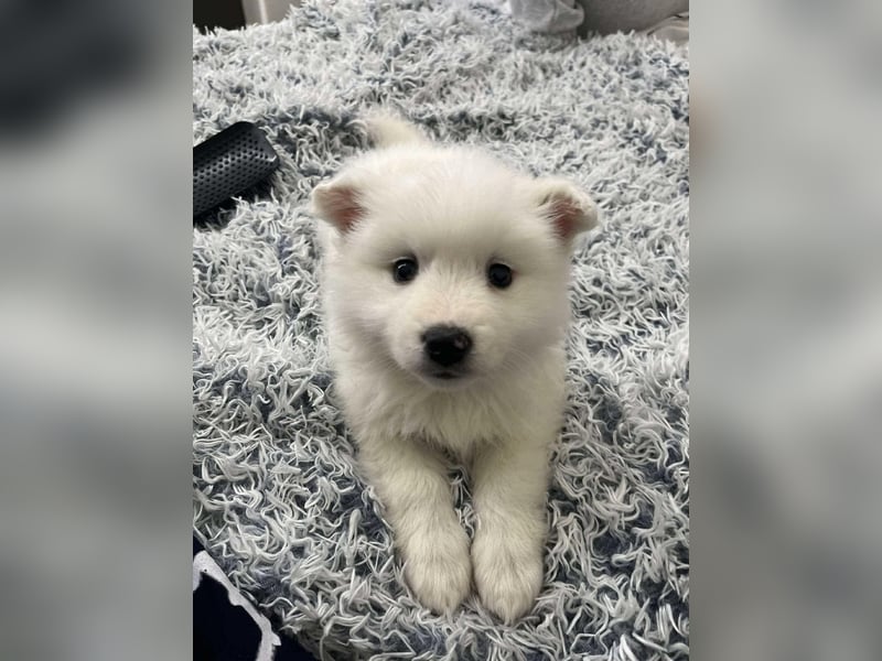 Deutscher Spitz Welpin