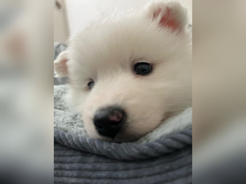 Deutscher Spitz Welpin