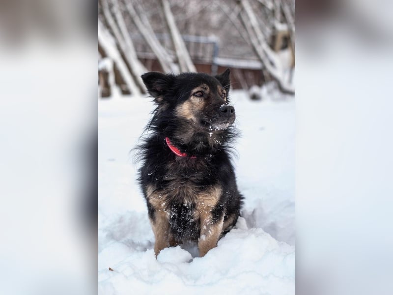 Tarzan - Wundervoller Kumpel (Ukraine)