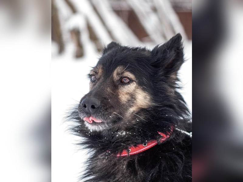 Tarzan - Wundervoller Kumpel (Ukraine)