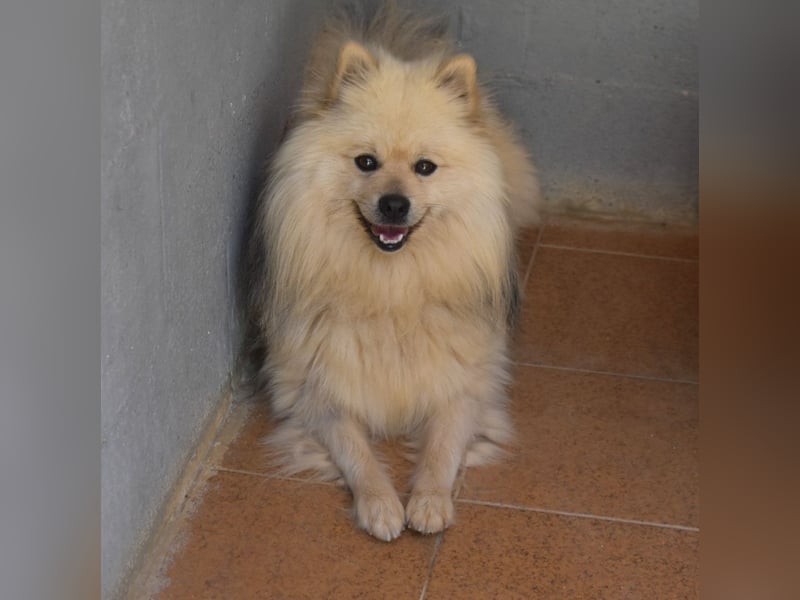 Balu