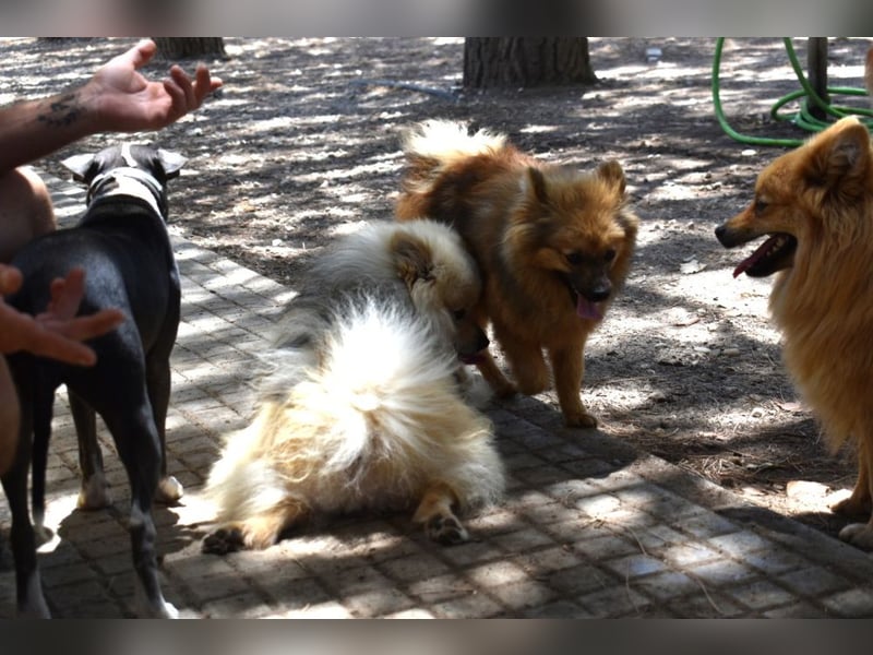 Balu