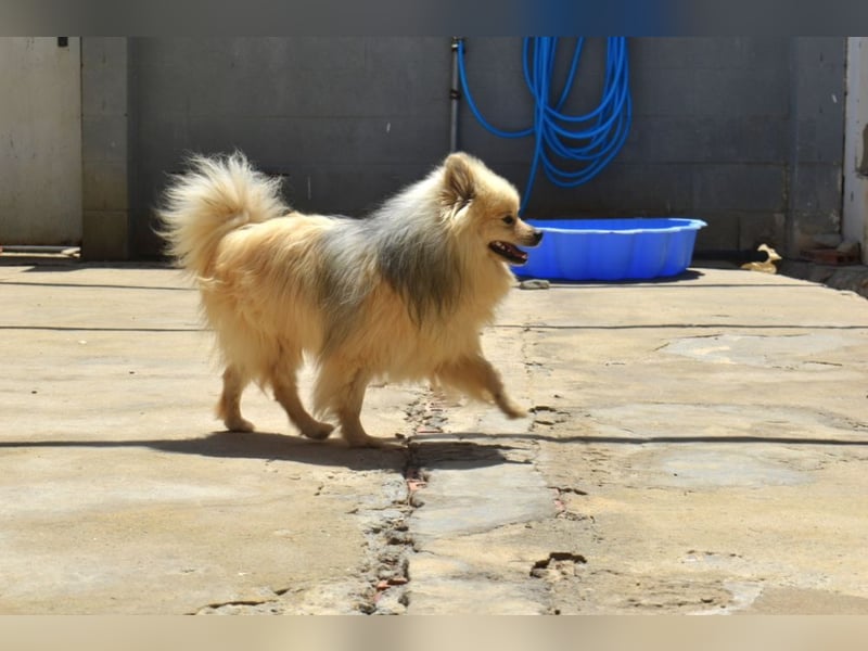 Balu