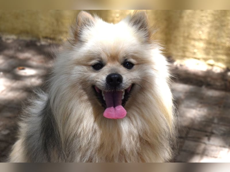 Balu