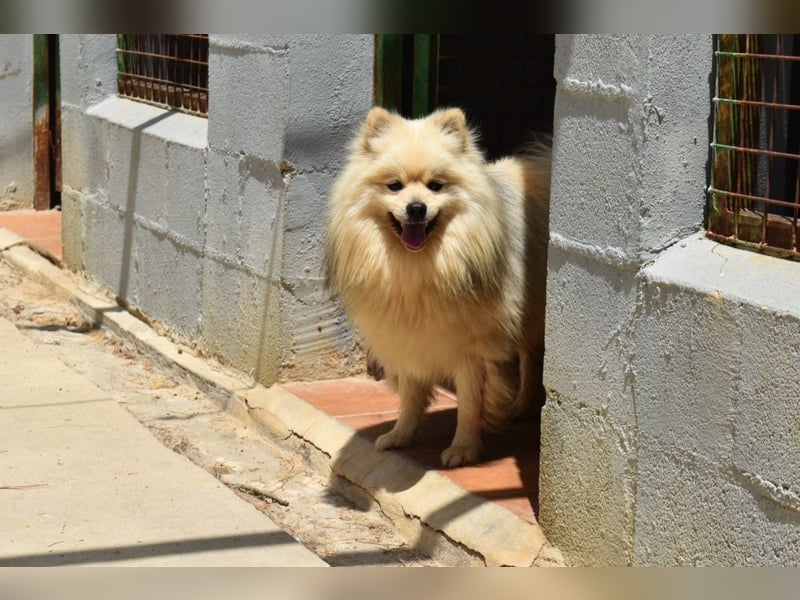 Balu