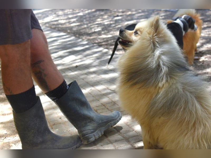 Balu