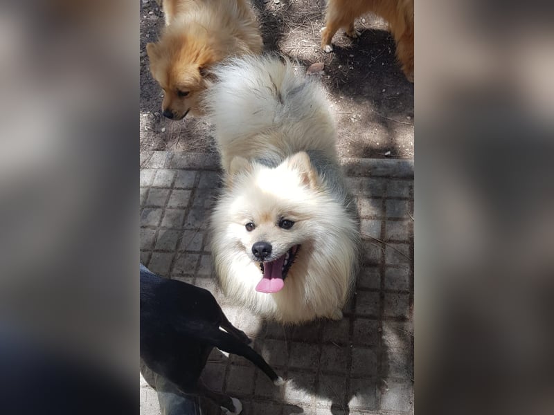 Balu