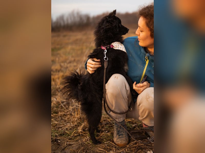 Bjorn ❤️ so kuschliger Spitz-Mix Rüde!