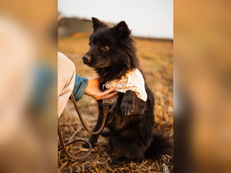 Bjorn ❤️ so kuschliger Spitz-Mix Rüde!