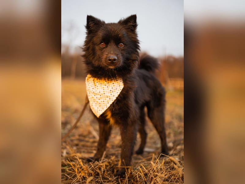 Bjorn ❤️ so kuschliger Spitz-Mix Rüde!