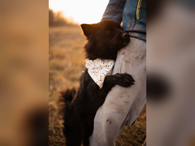Bjorn ❤️ so kuschliger Spitz-Mix Rüde!