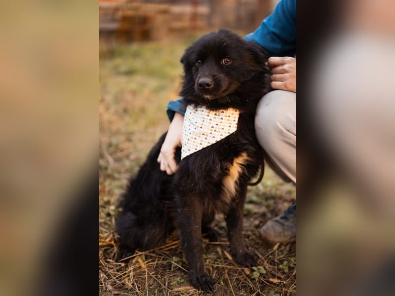 Bjorn ❤️ so kuschliger Spitz-Mix Rüde!