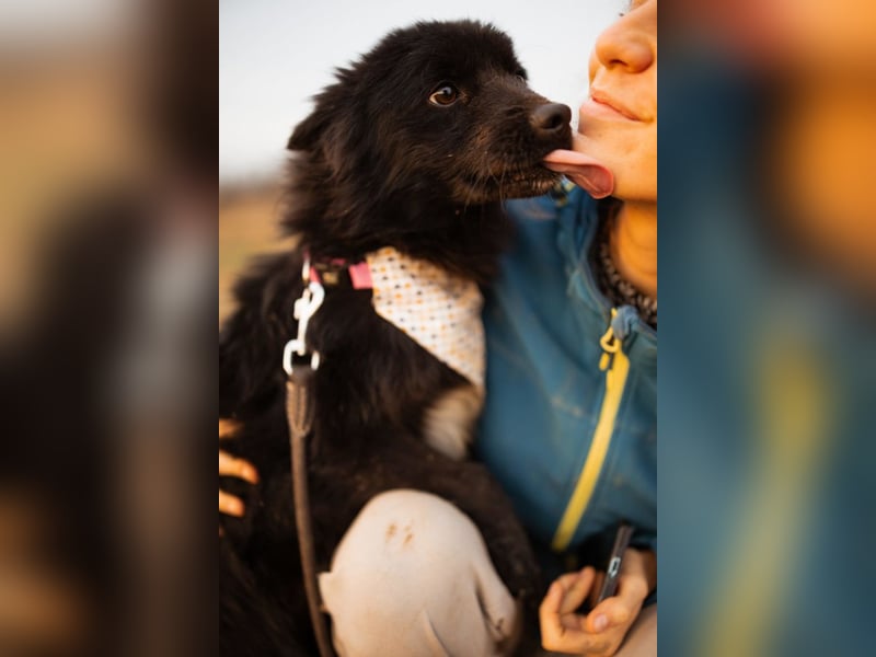 Bjorn ❤️ so kuschliger Spitz-Mix Rüde!