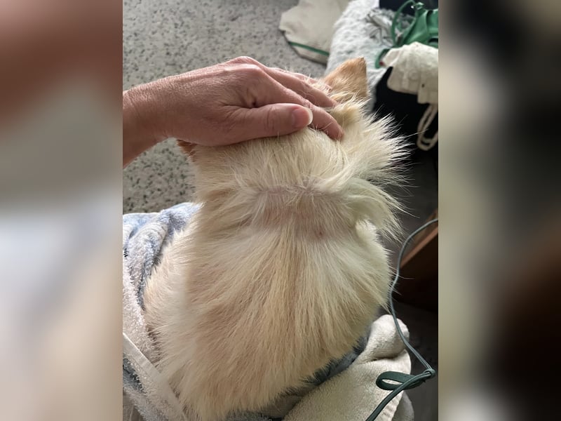 Matti SR sucht sein Für-Immer-Zuhause❤️