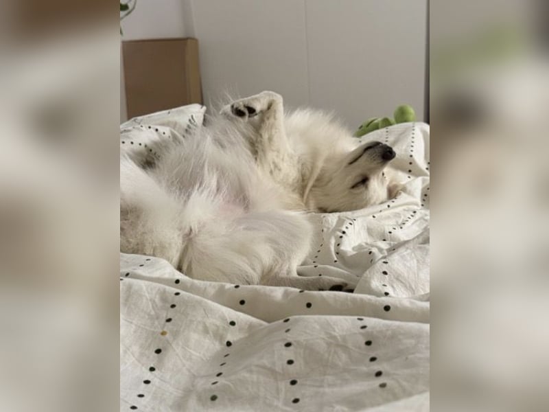 Jeremy SR-Sucht Für-Immer-Zuhause❤️