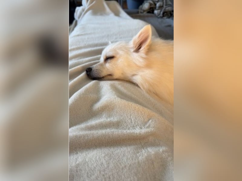 Jeremy SR-Sucht Für-Immer-Zuhause❤️