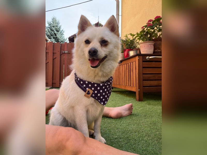 Matti SR sucht sein Für-Immer-Zuhause❤️