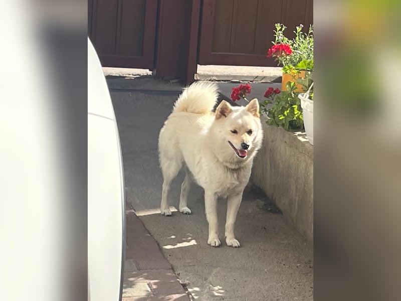 Matti SR sucht sein Für-Immer-Zuhause❤️
