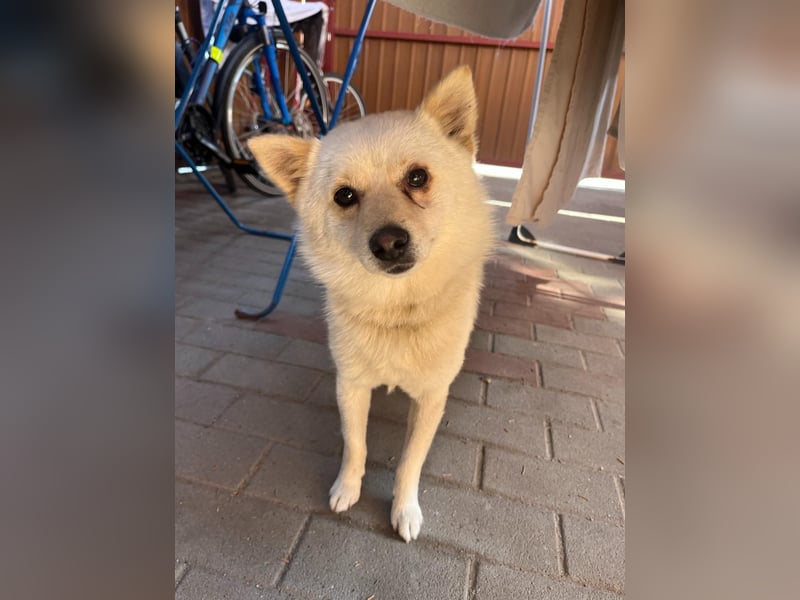 Matti SR sucht sein Für-Immer-Zuhause❤️