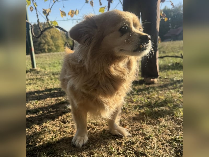 Willa die wundervolle braucht Liebe