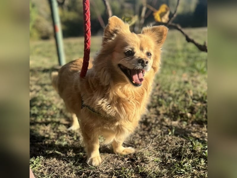 Willa die wundervolle braucht Liebe