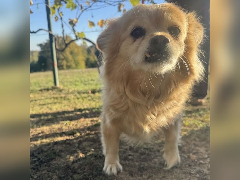 Willa die wundervolle braucht Liebe