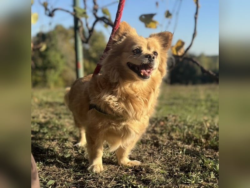 Willa die wundervolle braucht Liebe