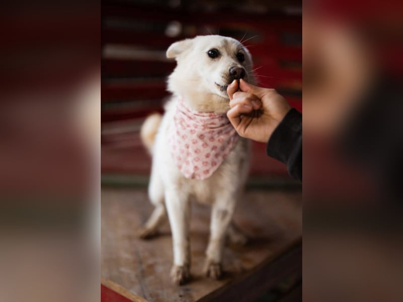 Marie ❤️ kuschlige, junge Spitz-Hündin!