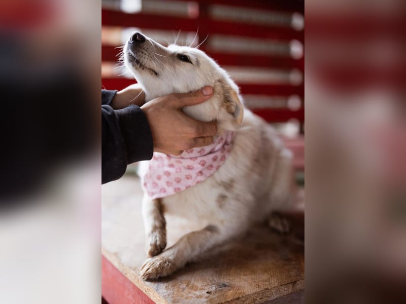 Marie ❤️ kuschlige, junge Spitz-Hündin!