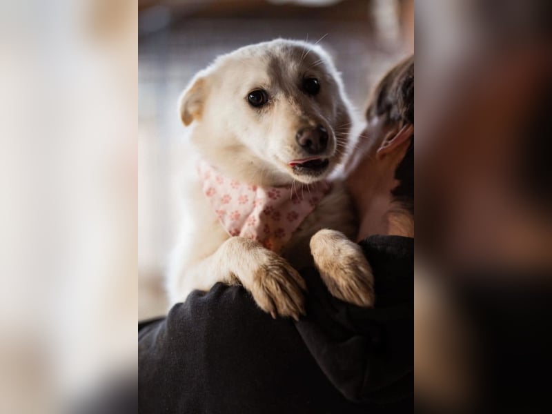 Marie ❤️ kuschlige, junge Spitz-Hündin!