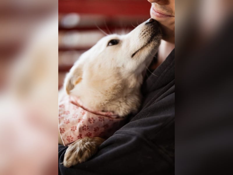 Marie ❤️ kuschlige, junge Spitz-Hündin!