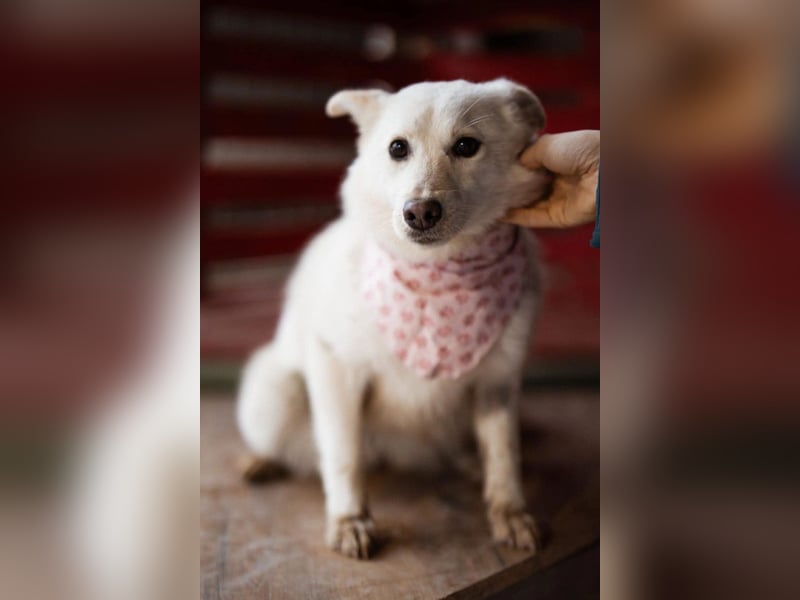 Marie ❤️ kuschlige, junge Spitz-Hündin!