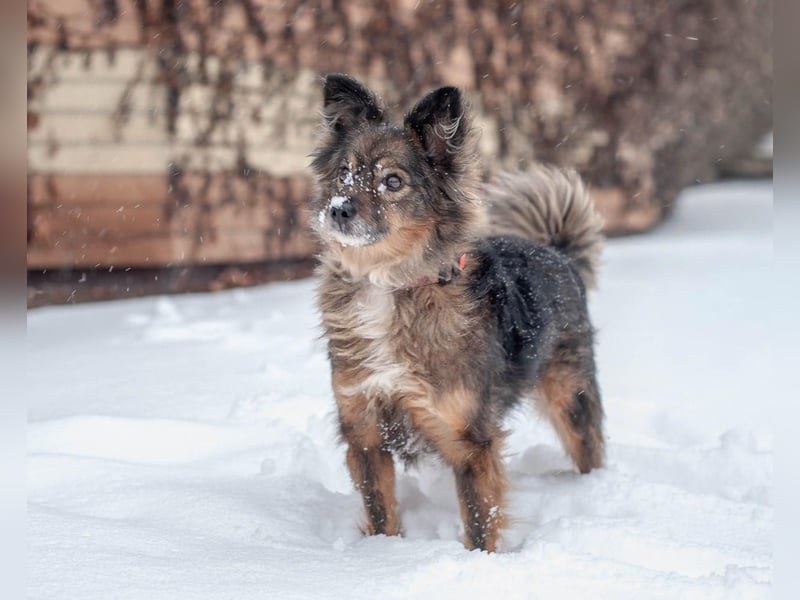 Süßer Keks Fantik (Ukraine)