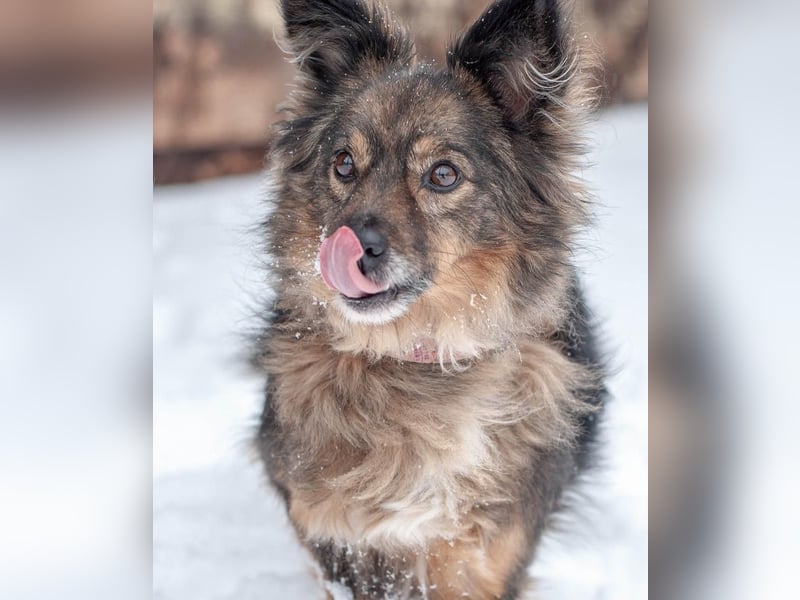 Süßer Keks Fantik (Ukraine)