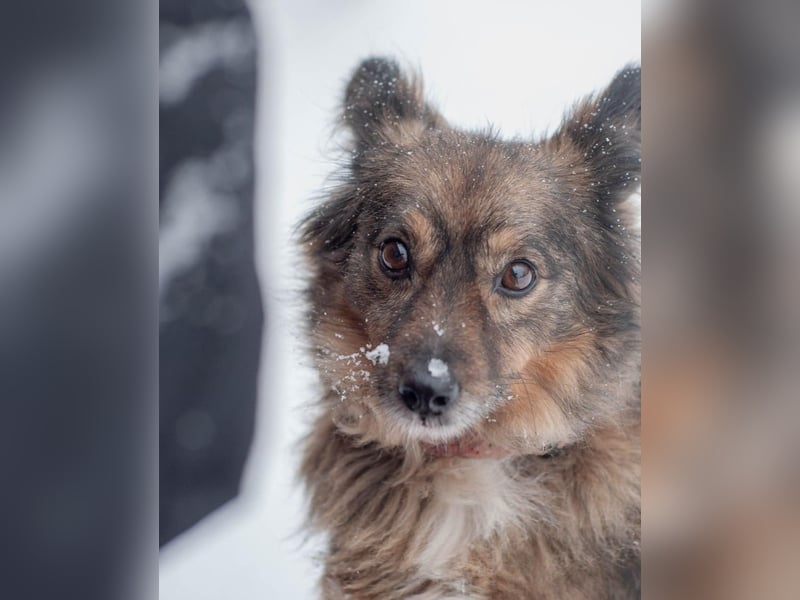 Süßer Keks Fantik (Ukraine)