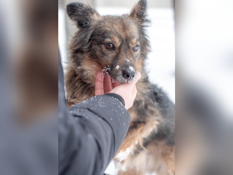 Süßer Keks Fantik (Ukraine)